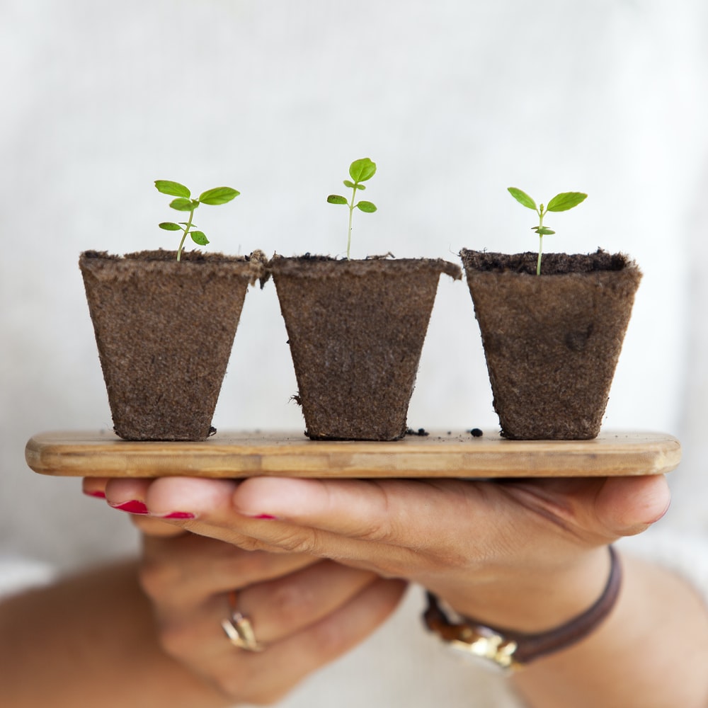 Plant Seedlings